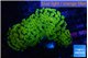 Euphyllia paraancora golden 4-7 cm WYSIWYG acclimaté