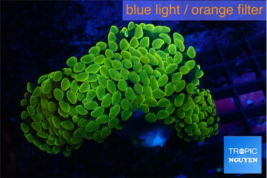 Euphyllia paraancora golden 4-7 cm WYSIWYG acclimaté