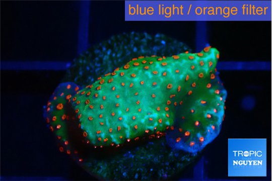 Montipora red fire forest 1-2 cm WYSIWYG acclimaté