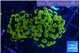 Euphyllia paraancora electro 4-7 cm WYSIWYG acclimaté