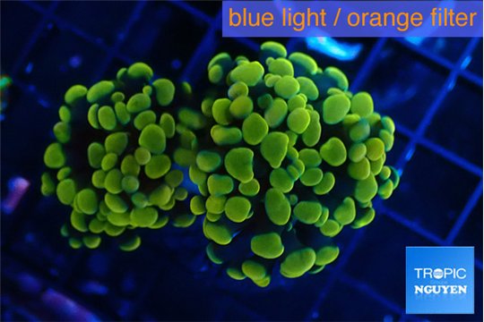 Euphyllia paraancora electro 4-7 cm WYSIWYG acclimaté