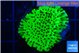 Montipora lucky charmz 2-3 cm WYSIWYG acclimaté