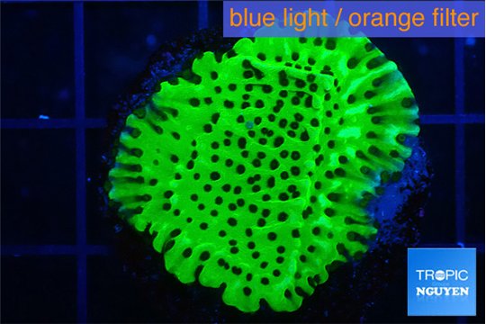 Montipora lucky charmz 2-3 cm WYSIWYG acclimaté