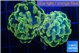 Euphyllia paraancora electro 4-7 cm WYSIWYG acclimaté