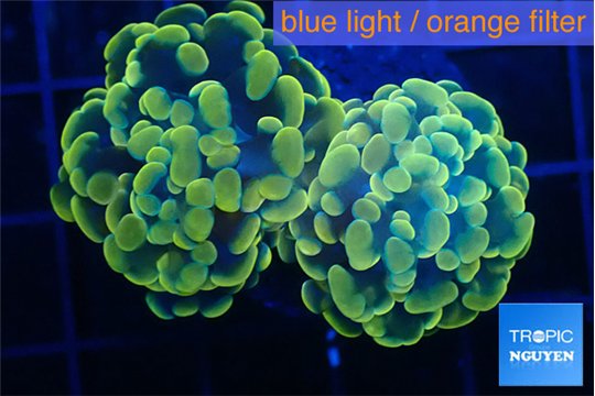 Euphyllia paraancora electro 4-7 cm WYSIWYG acclimaté