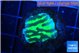 Merulina neon green pettetin 1-2 cm WYSIWYG acclimaté