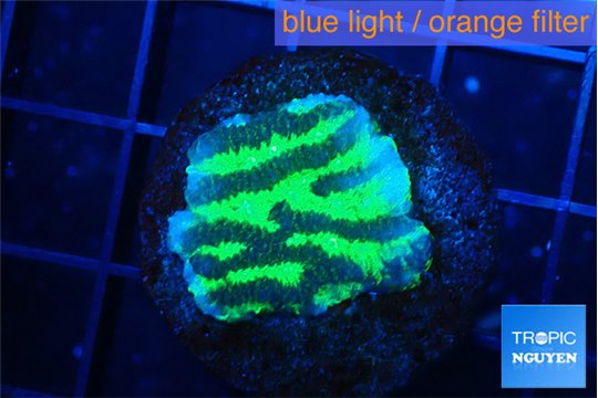 Merulina neon green pettetin 1-2 cm WYSIWYG acclimaté