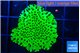 Montipora lucky charmz 2-3 cm WYSIWYG acclimaté