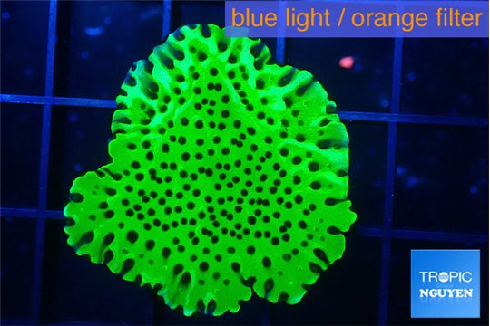 Montipora lucky charmz 2-3 cm WYSIWYG acclimaté