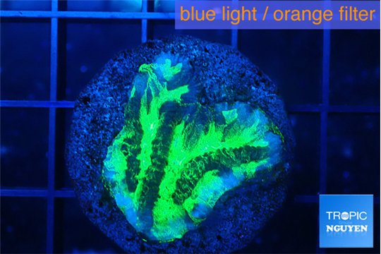 Merulina neon green pettetin 1-2 cm WYSIWYG acclimaté