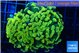 Euphyllia paraancora electro 5-8 cm WYSIWYG acclimaté