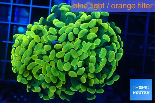Euphyllia paraancora electro 5-8 cm WYSIWYG acclimaté