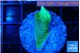 Pavona green 2 cm WYSIWYG acclimaté