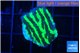 Merulina neon green pettetin 1-2 cm WYSIWYG acclimaté
