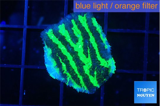 Merulina neon green pettetin 1-2 cm WYSIWYG acclimaté