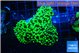 Euphyllia yayaemaensis green 6-9 cm WYSIWYG acclimaté