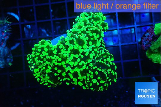Euphyllia yayaemaensis green 6-9 cm WYSIWYG acclimaté