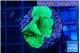 Pavona cactus green 2-3 cm WYSIWYG acclimaté