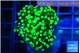 Euphyllia yayaemaensis green 3-6 cm WYSIWYG acclimaté