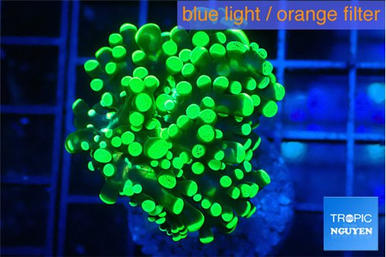 Euphyllia yayaemaensis green 3-6 cm WYSIWYG acclimaté