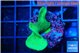 Pavona cactus green 2-3 cm WYSIWYG acclimaté