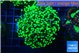 Euphyllia yayaemaensis green 4-8 cm WYSIWYG acclimaté