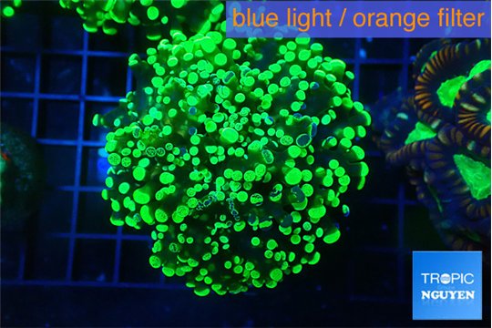 Euphyllia yayaemaensis green 4-8 cm WYSIWYG acclimaté