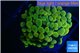 Euphyllia paraancora electro 3-5 cm WYSIWYG acclimaté