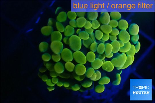 Euphyllia paraancora electro 3-5 cm WYSIWYG acclimaté