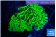 Montipora lucky charmz 2-3 cm WYSIWYG acclimaté