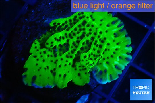 Montipora lucky charmz 2-3 cm WYSIWYG acclimaté