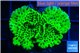 Montipora lucky charmz 2-3 cm WYSIWYG acclimaté