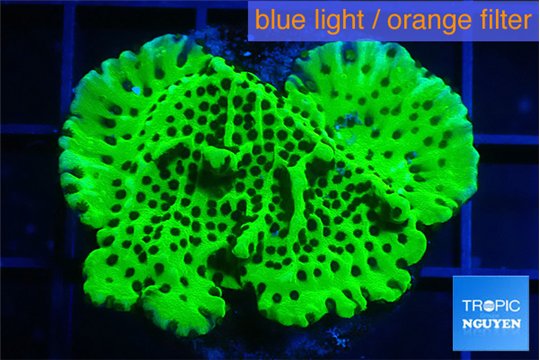 Montipora lucky charmz 2-3 cm WYSIWYG acclimaté