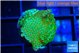 Montipora red fire forest 1-2 cm WYSIWYG acclimaté