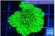 Montipora lucky charmz 2-3 cm WYSIWYG acclimaté