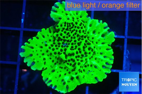 Montipora lucky charmz 2-3 cm WYSIWYG acclimaté