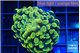 Euphyllia paraancora electro 3-6 cm WYSIWYG acclimaté