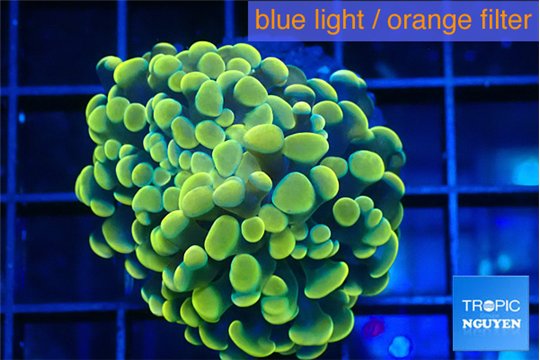 Euphyllia paraancora electro 3-6 cm WYSIWYG acclimaté