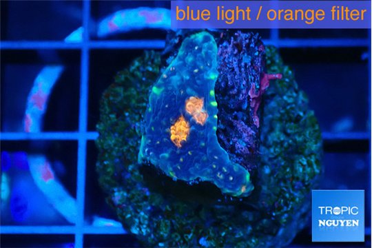 Acanthastrea eruption 2 cm WYSIWYG acclimaté