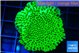 Montipora lucky charmz 3-4 cm WYSIWYG acclimaté