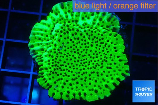 Montipora lucky charmz 3-4 cm WYSIWYG acclimaté