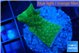 Pavona cactus green 2-3 cm WYSIWYG acclimaté
