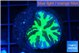 Merulina neon green pettetin 2-3 cm WYSIWYG acclimaté