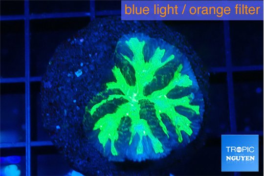 Merulina neon green pettetin 2-3 cm WYSIWYG acclimaté