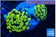 Euphyllia paraancora electro 3-6 cm WYSIWYG acclimaté