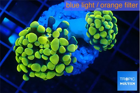 Euphyllia paraancora electro 3-6 cm WYSIWYG acclimaté