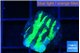 Merulina neon green pettetin 1-2 cm WYSIWYG acclimaté