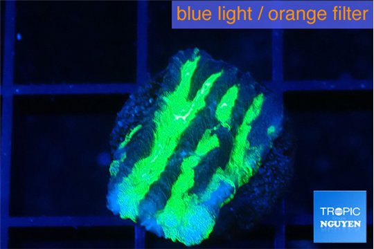 Merulina neon green pettetin 1-2 cm WYSIWYG acclimaté