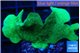 Pavona cactus green 4-6 cm WYSIWYG acclimaté