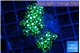 Pachyclavularia neon green 3-5 cm WYSIWYG acclimaté